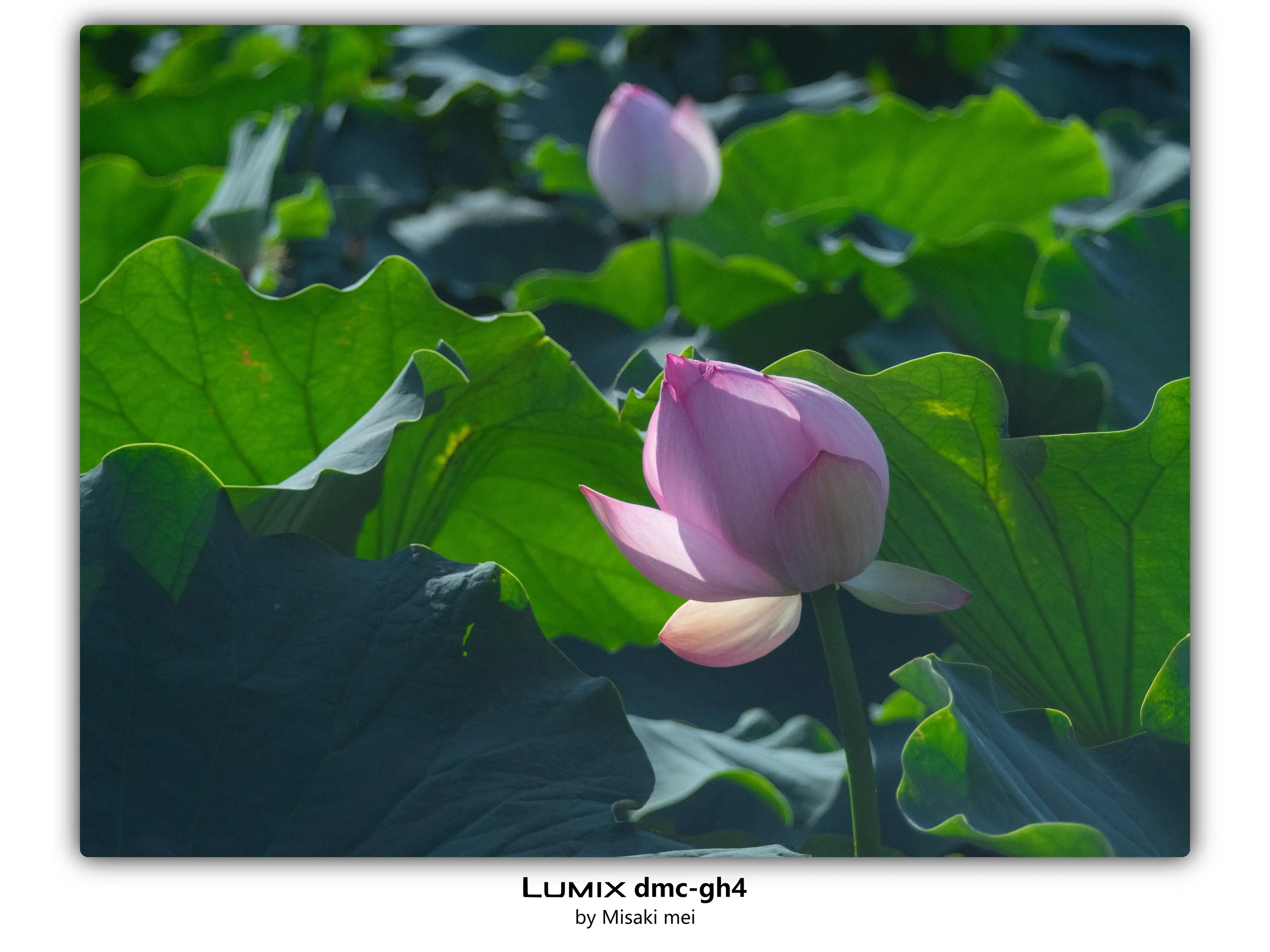 系列 01 · 荷