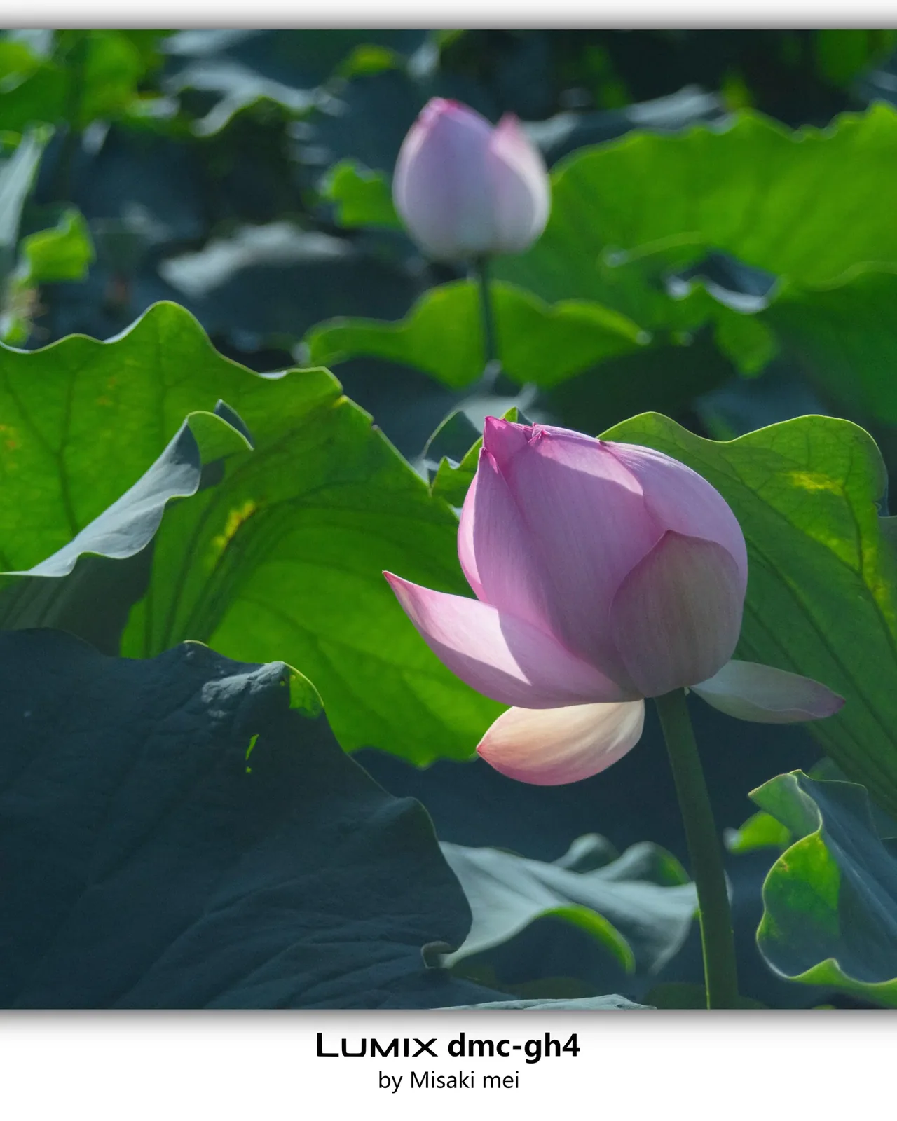 系列 11 · 屋顶