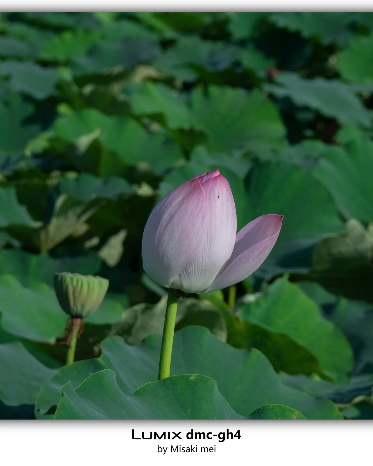 系列 11 · 屋顶