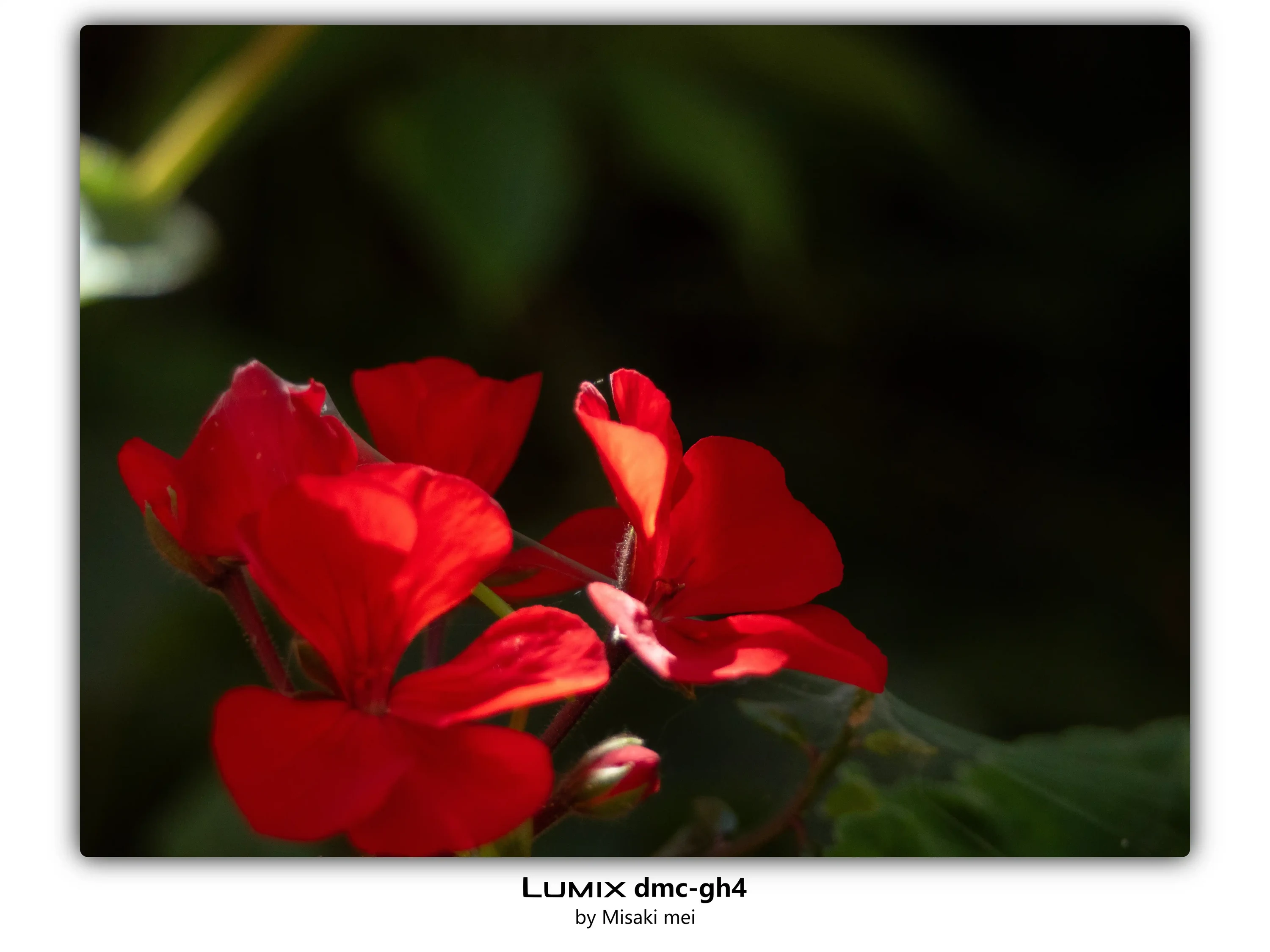 系列 04 · 花园