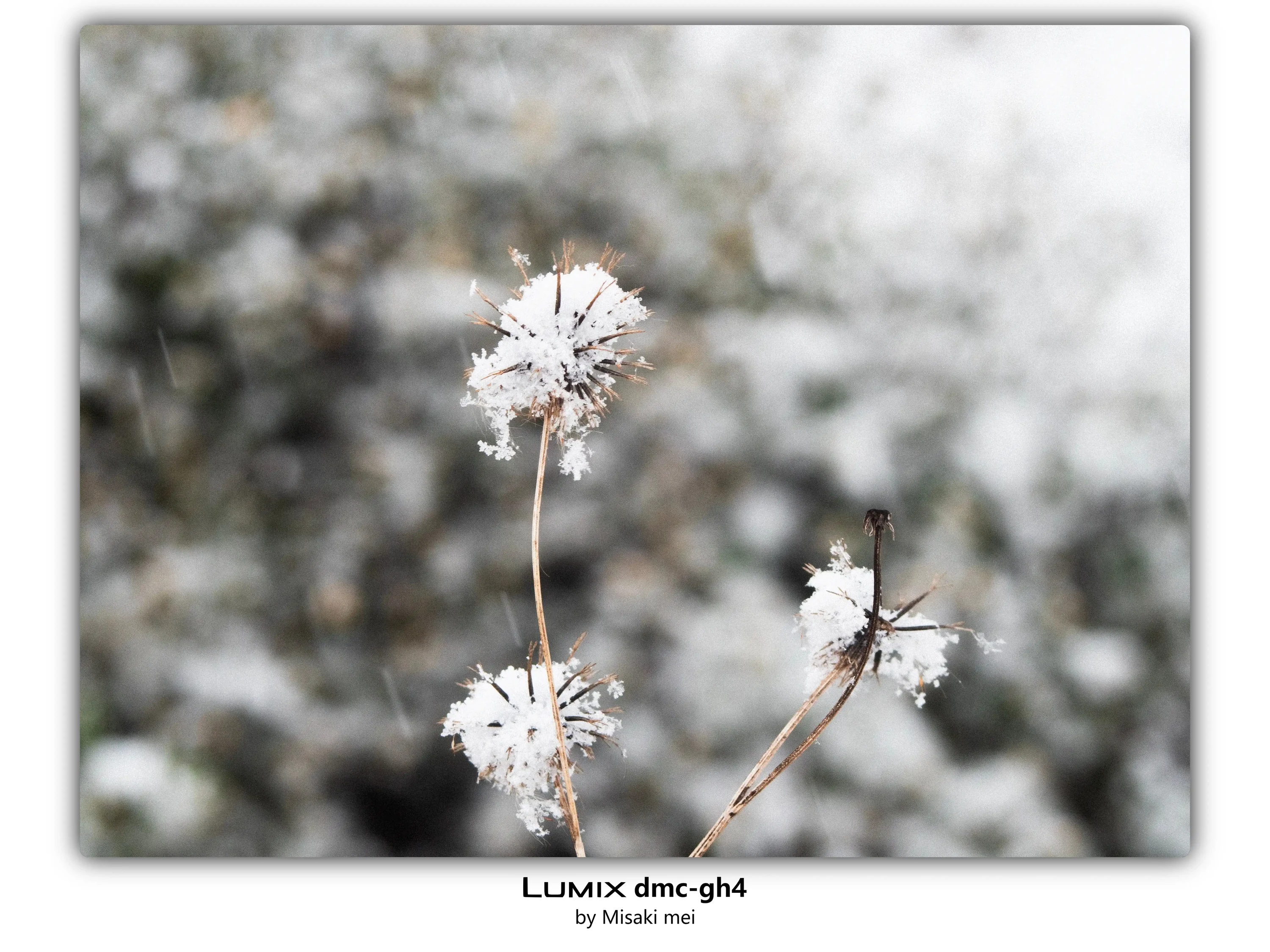 系列 18 · 雪