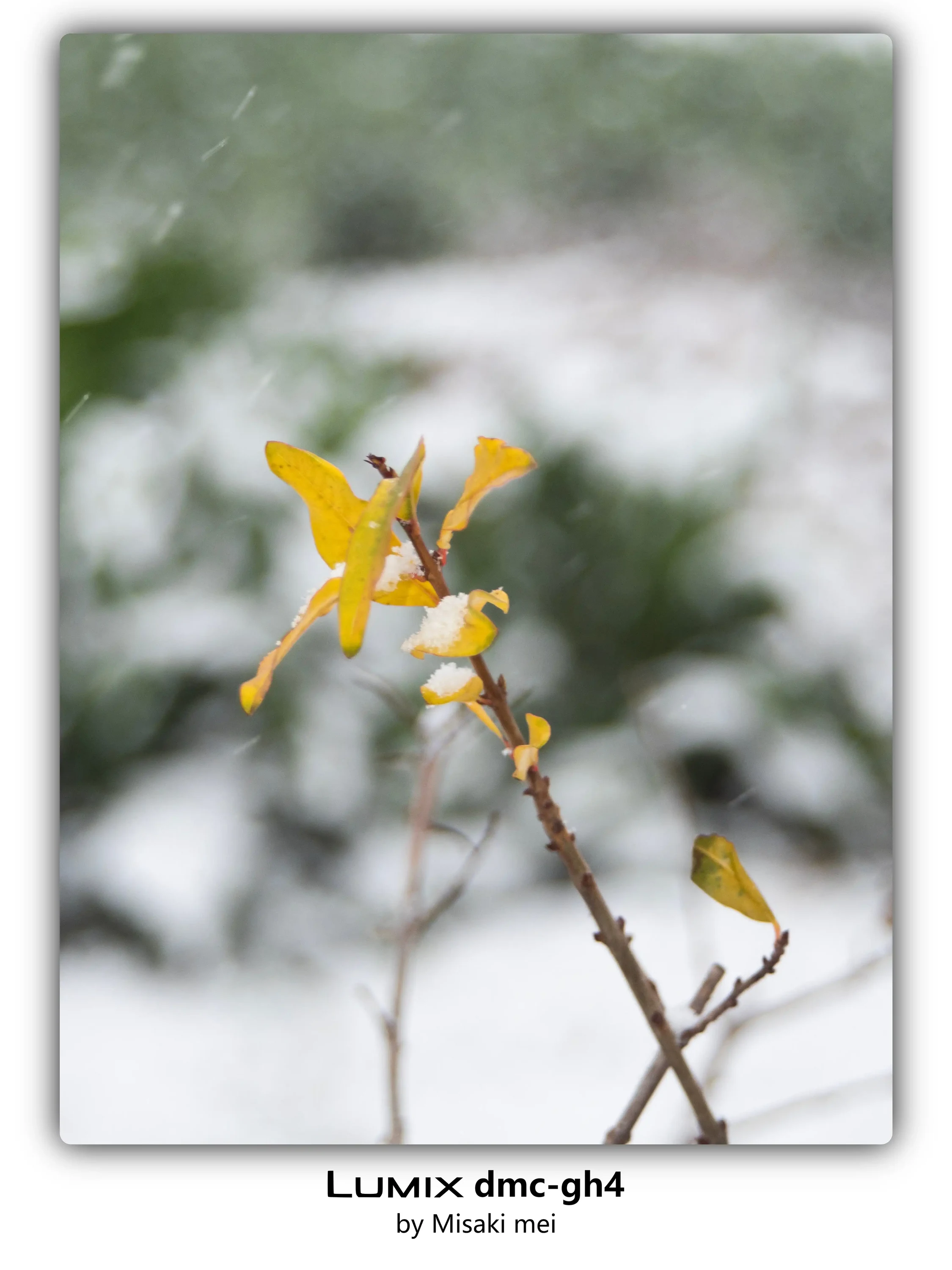 系列 18 · 雪