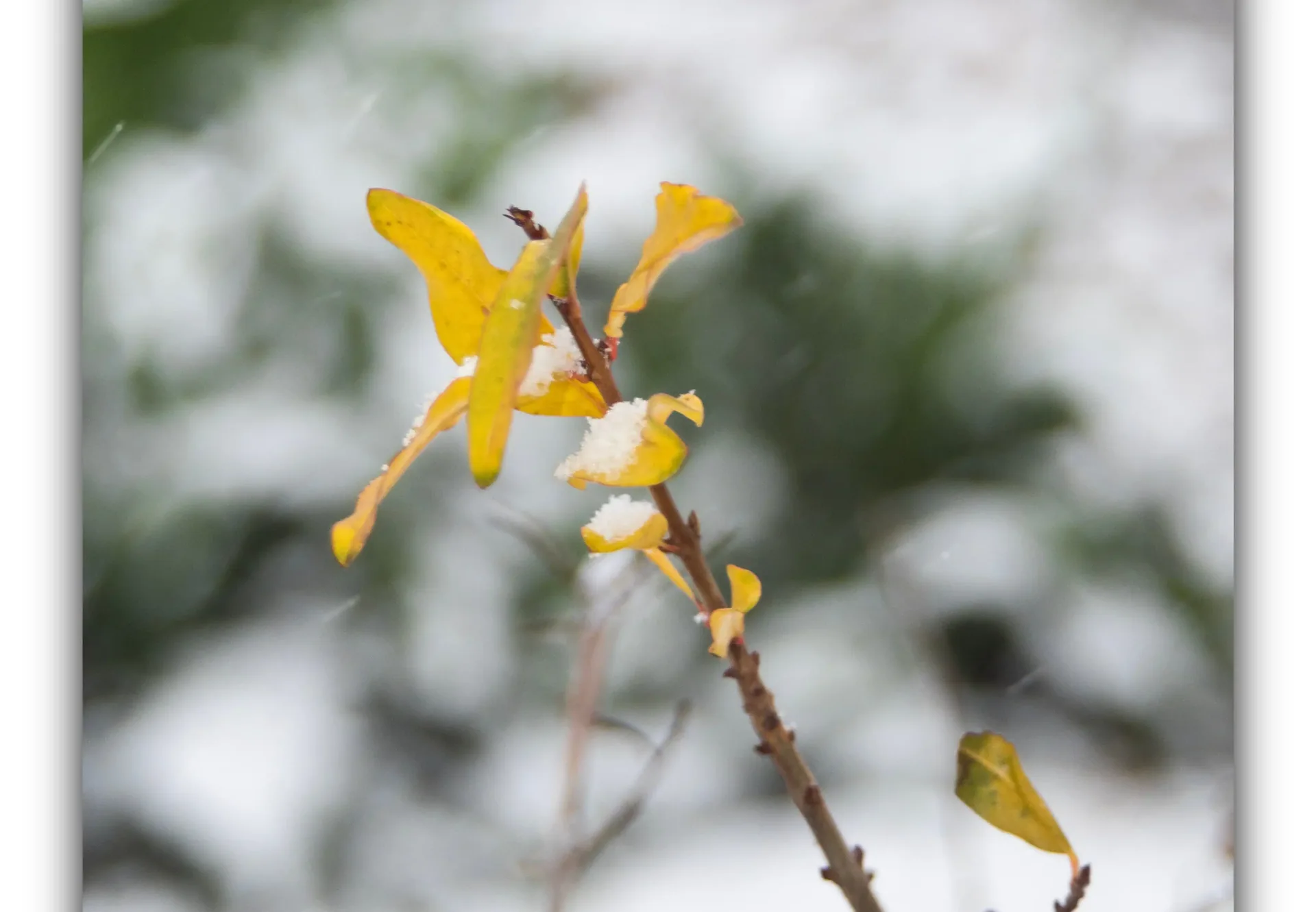 系列 18 · 雪