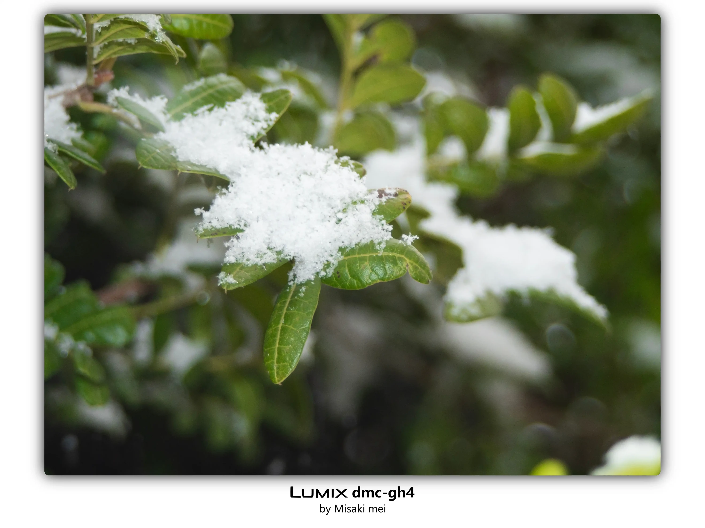 系列 18 · 雪